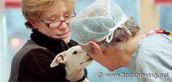 Meet an Unconventional Vet in Trailer for Documentary 'The Dog Doc'