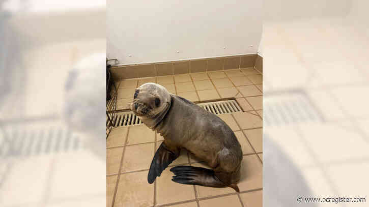 Video: Sea lion rescued off oil rig on Super Bowl Sunday is on the mend
