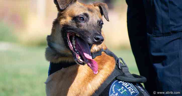 Fugitive and police dog killed in shooting