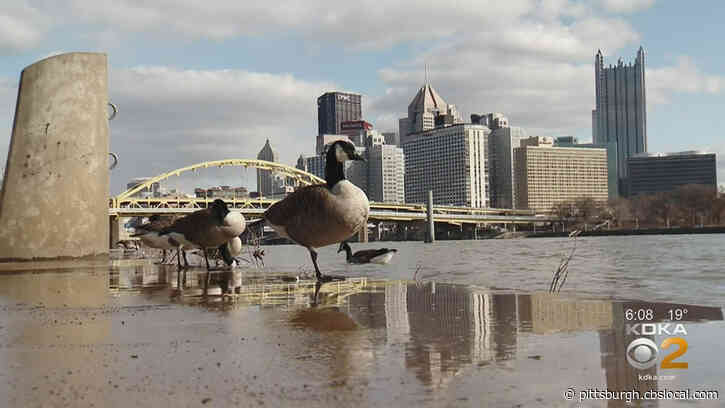 Sports & Exhibition Authority Using Dogs To Rid The North Shore Of Canada Geese