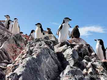 Chinstrap penguins are starving to death in Antarctica as the temperature hits record highs.