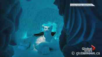 Edmonton Silver Skate Festival features snow-sculpting duo