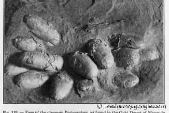 Fossil Eggshells Suggest All Dinosaurs May Have Been Warm-Blooded
