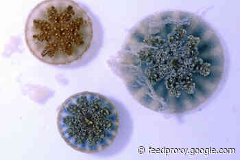 Venomous Snot Helps These Jellyfish Sting Without Their Tentacles