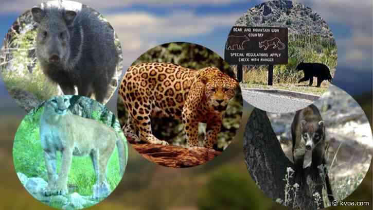 Planned border wall construction worries environmental groups