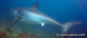 'Massive' 20-foot-long great white shark off Florida coast leaves scuba divers in awe