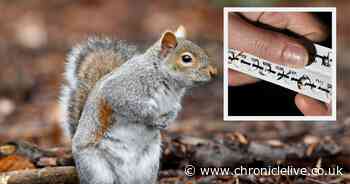 Experts are considering putting grey squirrels on 'contraceptive pills’ to control population