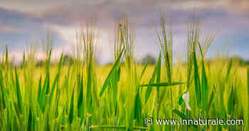 Erba d’orzo: proprietà, benefici, come usarla e controindicazioni - inNaturale.com