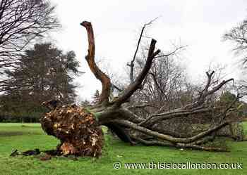 Man wants historic Cheam tree destroyed during Storm Ciara turned into a play space for kids