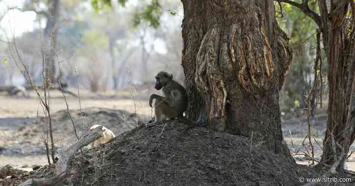 Letter: Pyle was unfair to baboons