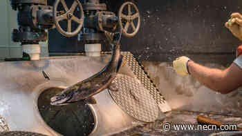 Residents of Belfast, Maine, Want to Halt Large Salmon Farm - NECN