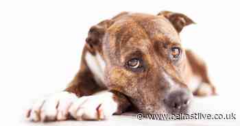 West Belfast man jailed for killing his dog with hammer - Belfast Live