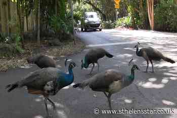 Miami to relocate pack of peacocks after residents cry fowl - St Helens Star