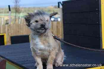 How to keep your pet dog calm during Storm Dennis - St Helens Star