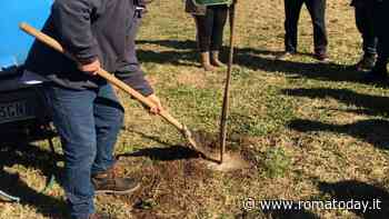 Il Campidoglio pianta 101 alberi in onore dei cittadini centenari