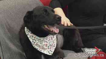 SCARS adoptable pets: Saturday, Feb. 15