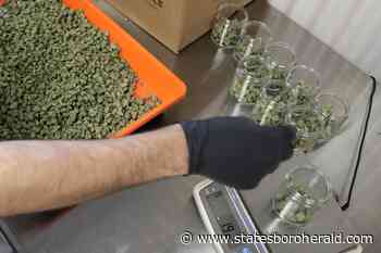 Medical pot cards see big rise in Ga. - Statesboro Herald