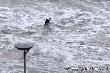 Vloedgolf verrast tiener op strand Vlissingen, vrienden in een deuk