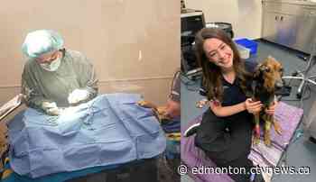 'She was near death': Edmonton dog recovering after suffering severe abuse - CTV News