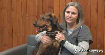 Edmonton’s ‘Christmas miracle’ dog cleared for adoption weeks after being found ‘near death’