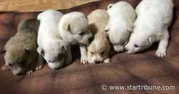 Rescued from northern Minnesota snowdrift, dog and puppies now doing well