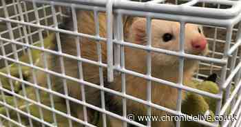 Abandoned ferret rescued from Gateshead street where it was dumped in dirty cage - Chronicle Live