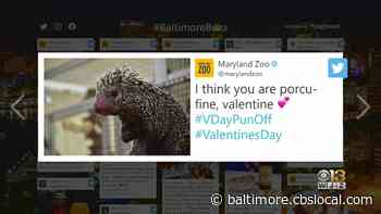 Baltimore Buzz: If You Forgot, It's Valentine's Day! Here's How Baltimore Is Celebrating - CBS Baltimore