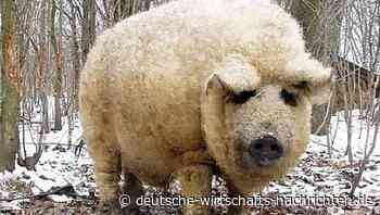 Eine fast ausgestorbene Schweine-Rasse feiert ihr Comeback in Europa