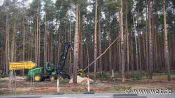 Tesla muss Waldrodung für neue Fabrik vorerst stoppen