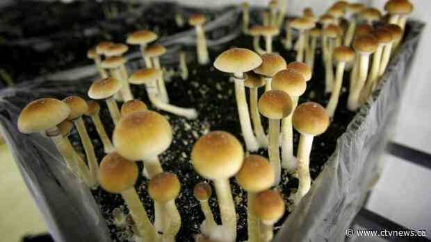 The growing push for medical use of psilocybin in Canada