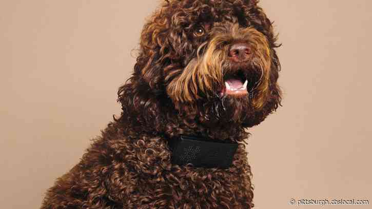 You Can Now Buy A Dog Collar That Will Swear Every Time Your Dog Barks