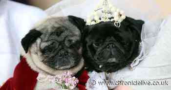 See how pugs Kevin and Motsi tied the knot in cute wedding ceremony