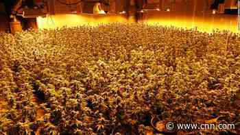 Police found more than 1,400 marijuana plants inside a California building