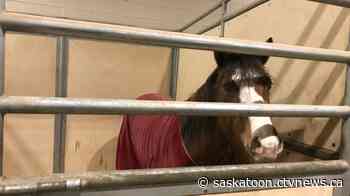 Saskatchewan Equine Expo returns to Saskatoon for ninth year