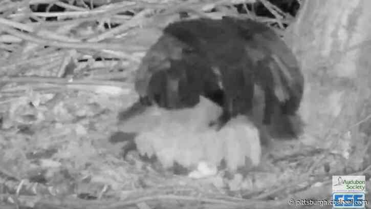 Audubon Society Confirms Second Egg Laid In Bald Eagle Nest