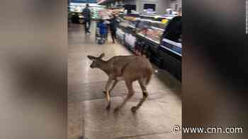 A deer bolts through a supermarket