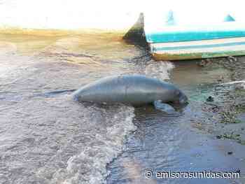 Localizan muerto a un manatí en playa de Río Dulce - Emisoras Unidas