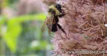 Minnesota cities could get power to ban pesticides as bee populations fall