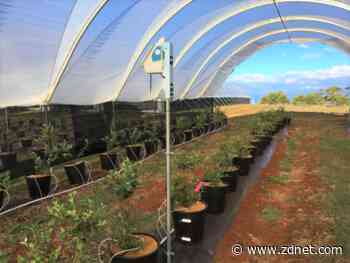 Costa Group turns to AI 'maths robot' to improve berry yield predictions