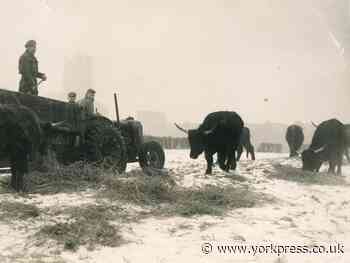 Life on the Terry's farm - great photos from the Knowles family whom farmed there...