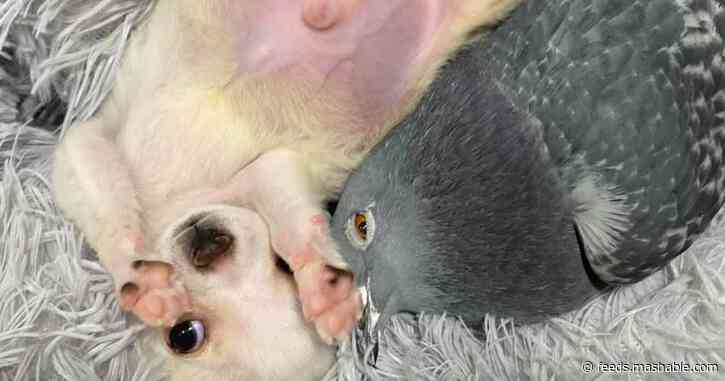 This pigeon snuggling a chihuahua puppy is post-Valentine's friend goals