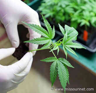 House panel to continue to question DHSS on medical marijuana application screening - Missourinet.com