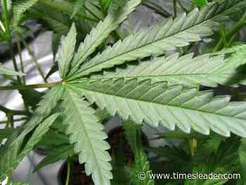 Cause of medical marijuana shortage? Simple supply and demand, says dispensary exec. - Wilkes Barre Times-Leader