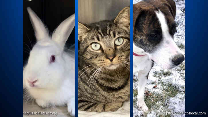 Furry Tails: Mirium, Braun & Daisy Are Waiting For Forever Homes
