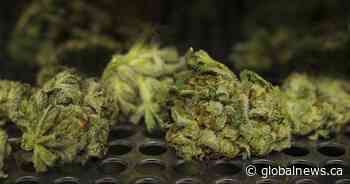 Peepeekisis Cree Nation opens cannabis dispensary to boost local economy