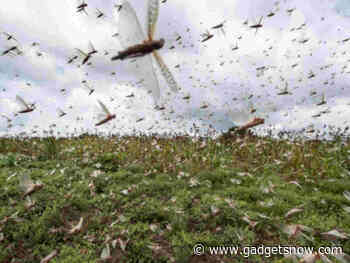 Researchers develop smartphone app to tackle crop pests