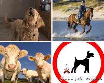 The nine pet laws you probably didn't know existed