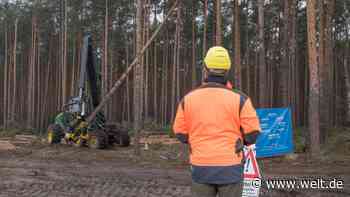 Nun besetzen auch noch Aktivistinnen die Bäume auf dem Tesla-Gelände