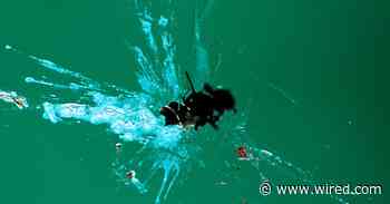 A Car ‘Splatometer’ Study Finds Huge Insect Die-Off