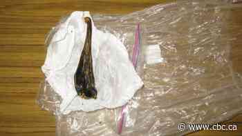 5 people convicted of smuggling bear parts from Sandy Bay, Sask. to Toronto